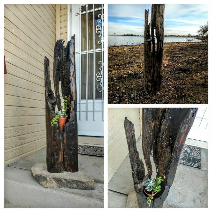 Collage of a planter made from an old tree